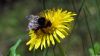 Hummel bei der Arbeit