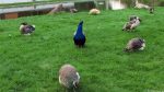 Teco Werkzeugmaschinen - Vogelgehege