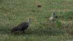 Vögel