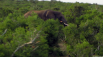Elefant