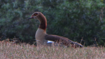 Nilgans