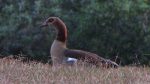 Nilgans