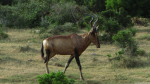 Rote Kuhantilope