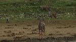 Kudus