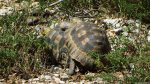 Pantherschildkröten