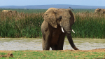 Elefant