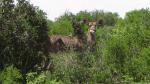 Kudus