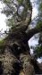 Woodville Big Tree