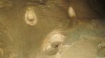 Cango Caves