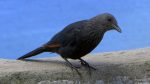 Vogel am Cape Point