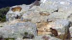Dassies