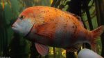 Im Two Oceans Aquarium, Kapstadt