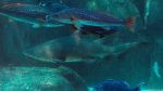 Hai im Two Oceans Aquarium, Kapstadt