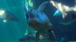 Yoshi die Schildkröte im Two Oceans Aquarium, Kapstadt