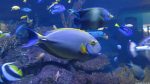 Im Two Oceans Aquarium, Kapstadt