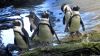 Pinguine im Two Oceans Aquarium, Kapstadt