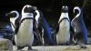 Pinguine im Two Oceans Aquarium, Kapstadt