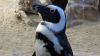 Pinguin im Two Oceans Aquarium, Kapstadt