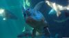 Yoshi die Schildkröte im Two Oceans Aquarium, Kapstadt