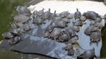 Schildkröten im Bahnhof Atocha