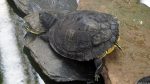 Schildkröten im Bahnhof Atocha