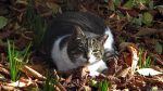 Katze im Parque de El Retiro