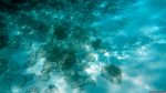 Unter Wasser in der Blue Lagoon, Comino