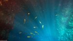 Unter Wasser am Blue Hole
