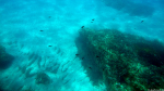 Unter Wasser in Paradise Bay