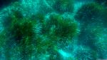 Unter Wasser in Paradise Bay