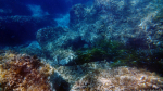 Unter Wasser in Paradise Bay