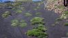 Vegetation auf Lava