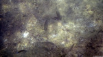 Schnorcheln in Ghar Lapsi