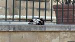 Katze in den Upper Barrakka Gardens