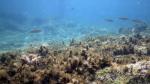 Schnorcheln am Blue Hole / Gozo