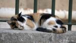 Katze in den Upper Barrakka Gardens