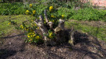 Abbey Park