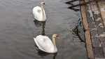 Schwäne