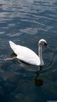 Schwan