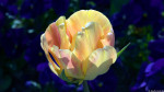 Flora