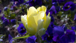 Flora