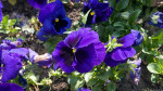 Flora