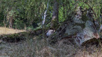 Schaf im Bergpark