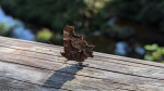 Schmetterling