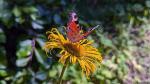 Schmetterling