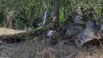 Schaf im Bergpark