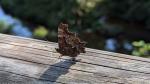 Schmetterling