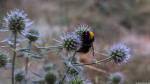 Hummel