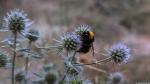 Hummel