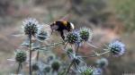 Hummel